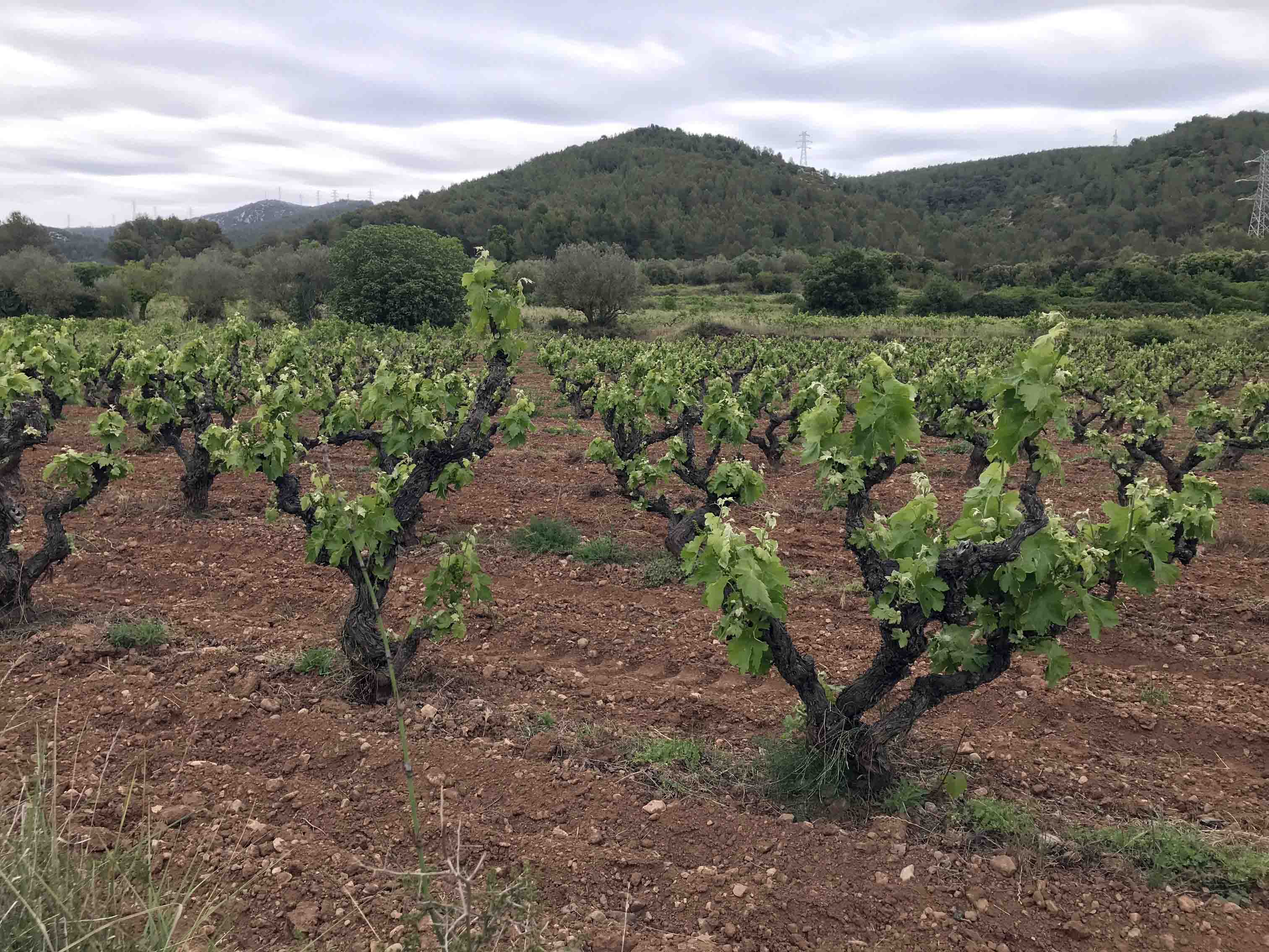 Cata Sensorial de Uvas - Presencial