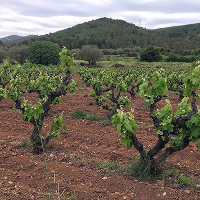 Cata Sensorial de Uvas - Presencial